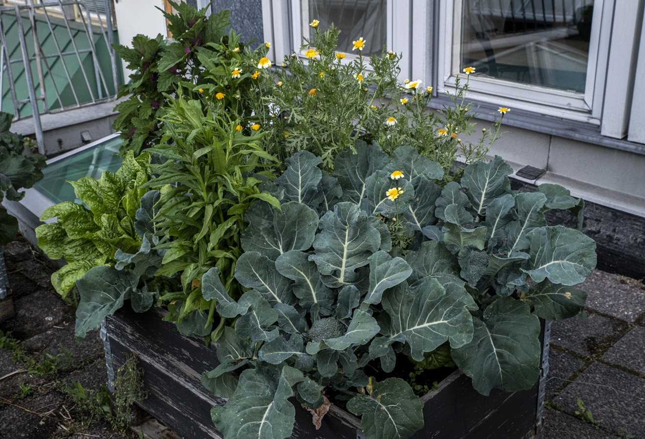 Samplantera broccoli, sallat, shungiku, trumpetblomma och jätteeternell