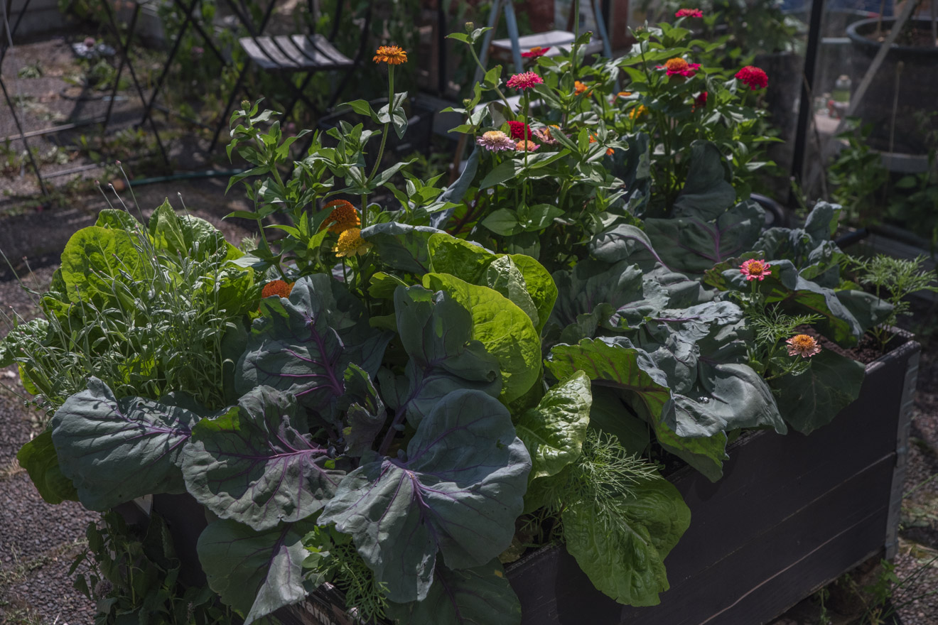 Samplantera röd spetskål, sallat, zinnia och roseneternell