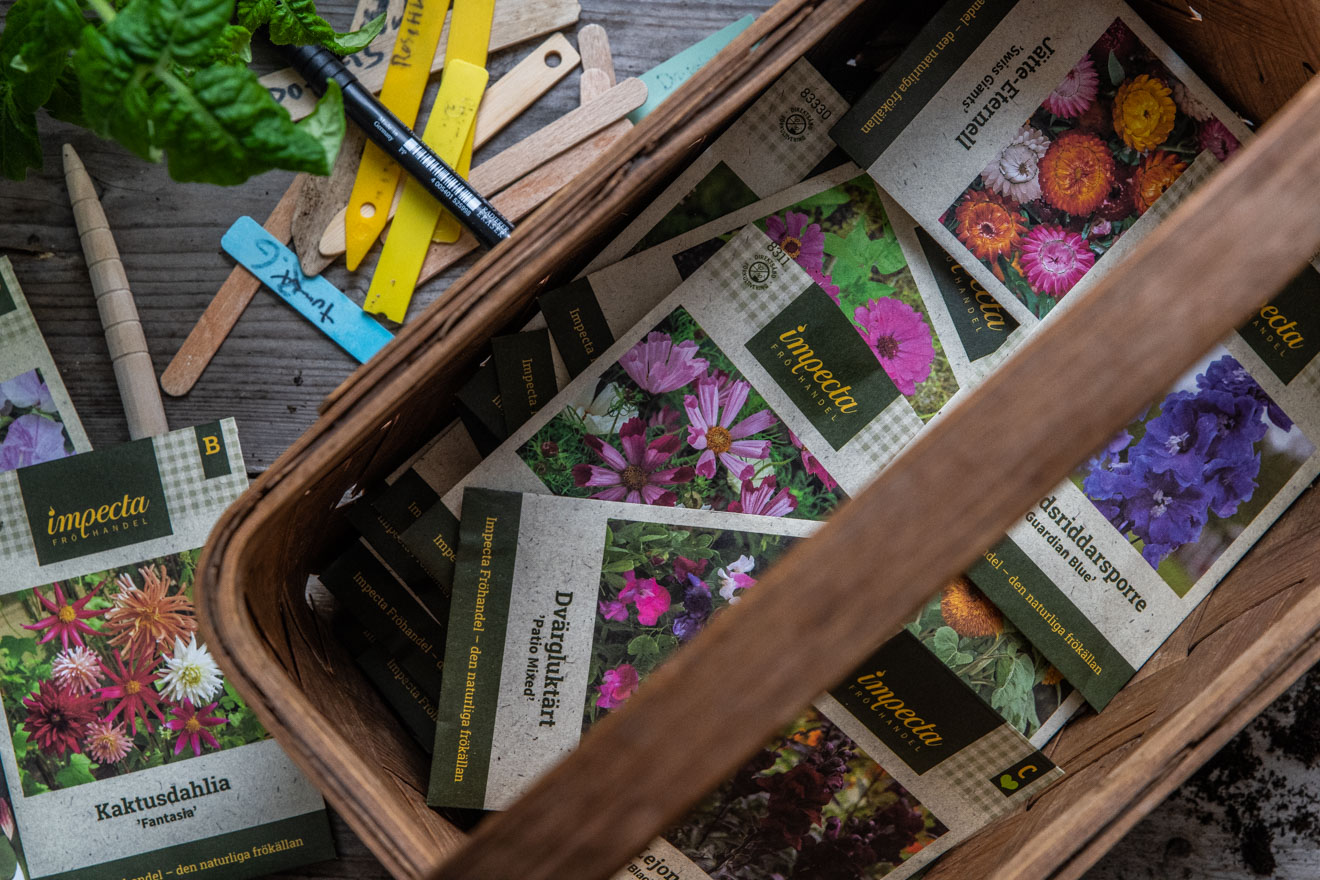 Jag sår blommorna kallt – såklart