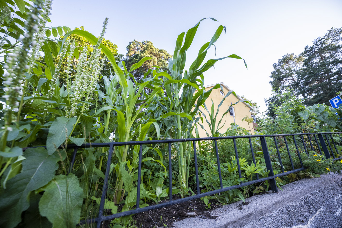 Samplantera majs, sockerrör och solrosor