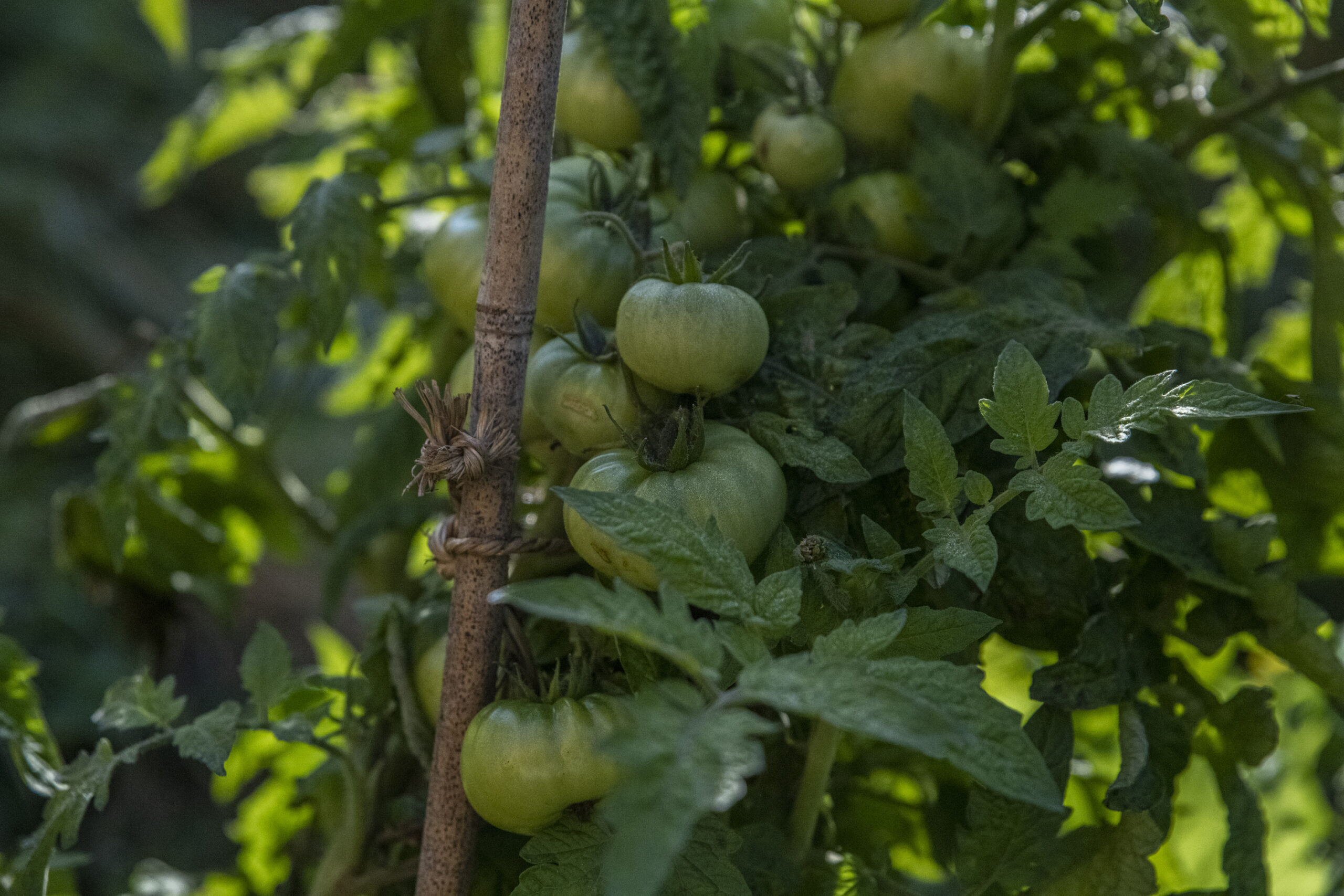 Hur får man tomaterna att mogna snabbare?