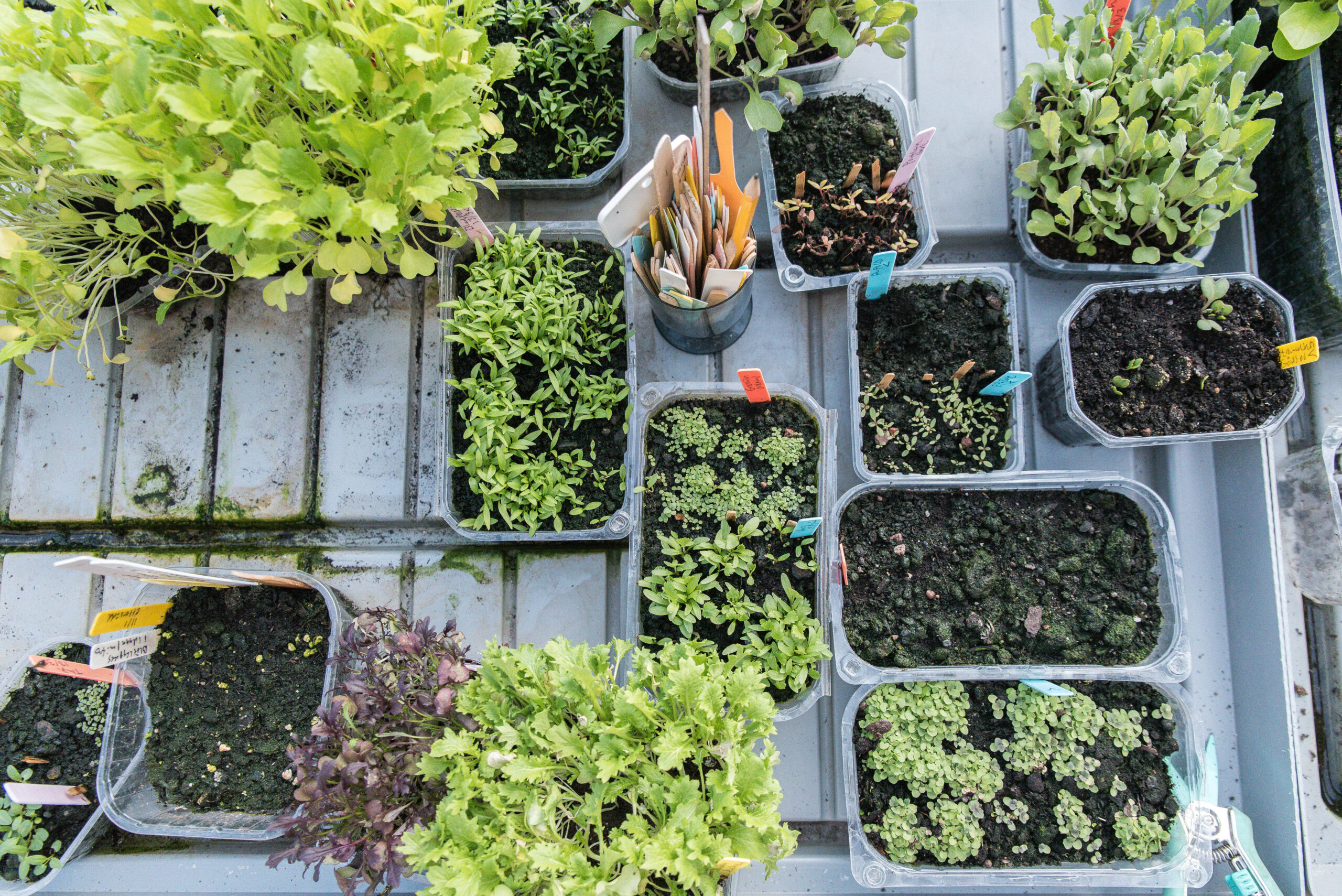 Så grönsaker utomhus i juli