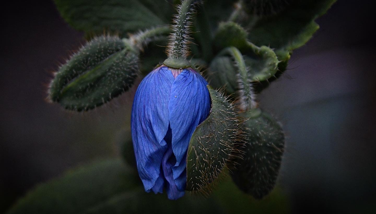 Äntligen blommar Blå bergsvallmo