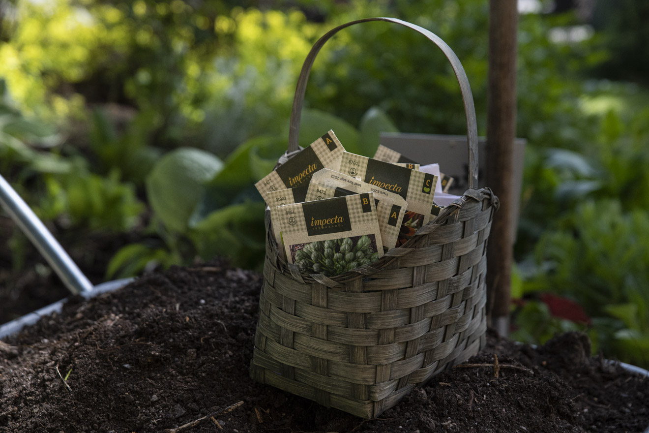 Erbjudande från Impecta Fröhandel – Frörea  40% på alla fröer i lager!