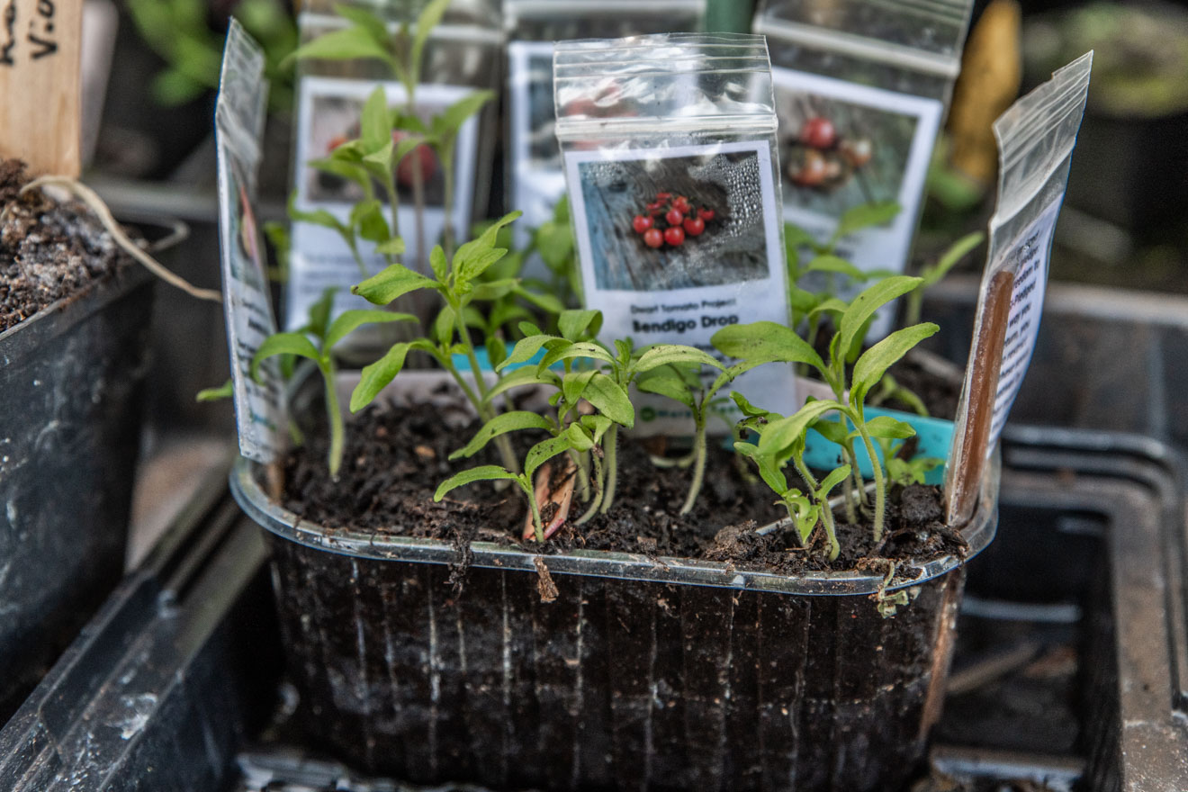 Odla kallt – kallså tomat