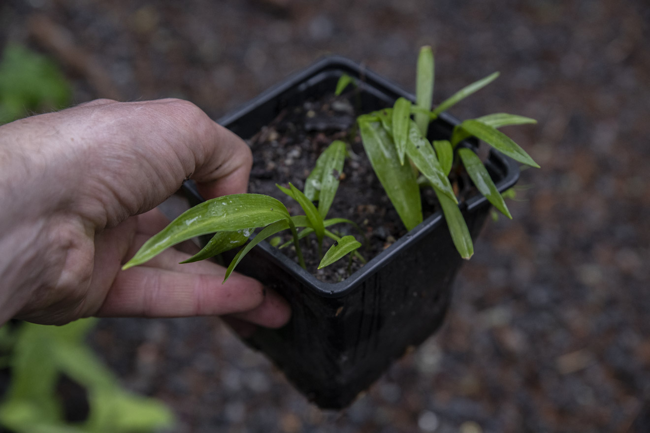 Så lyckas du så egen ramslök