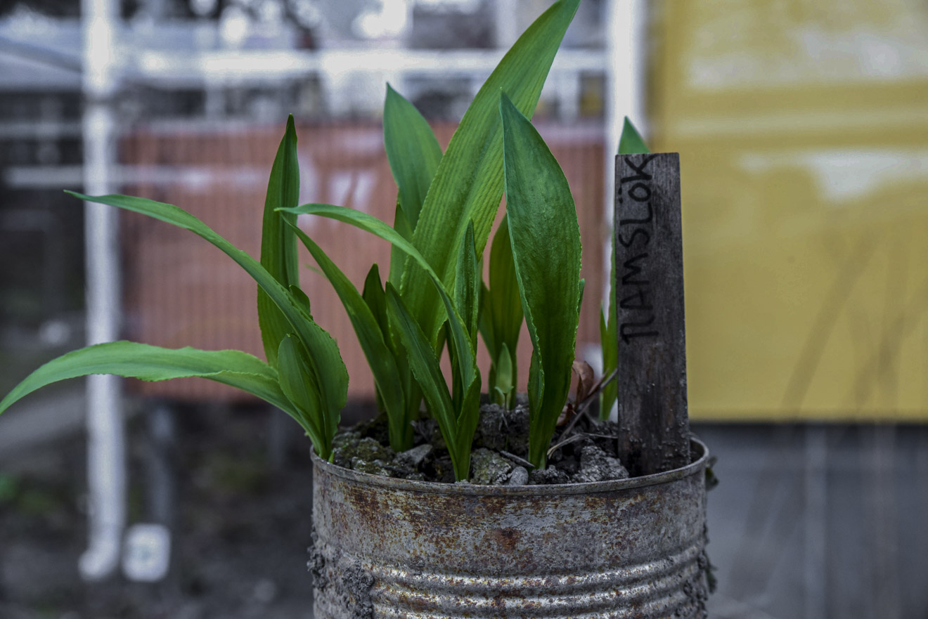 Starta en ramslöksodling i kruka
