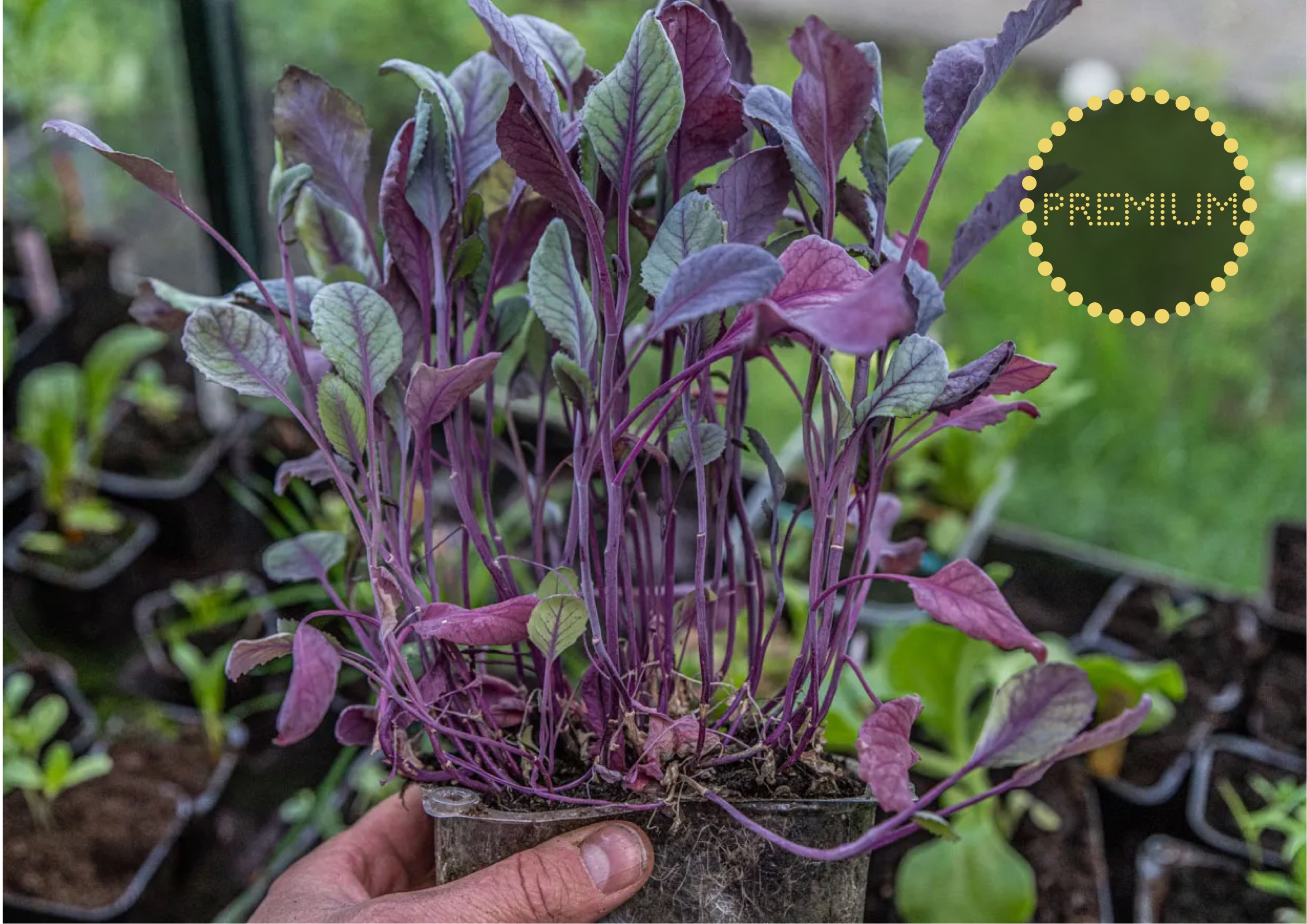 Reservplantor – gåvan när de första försvinner