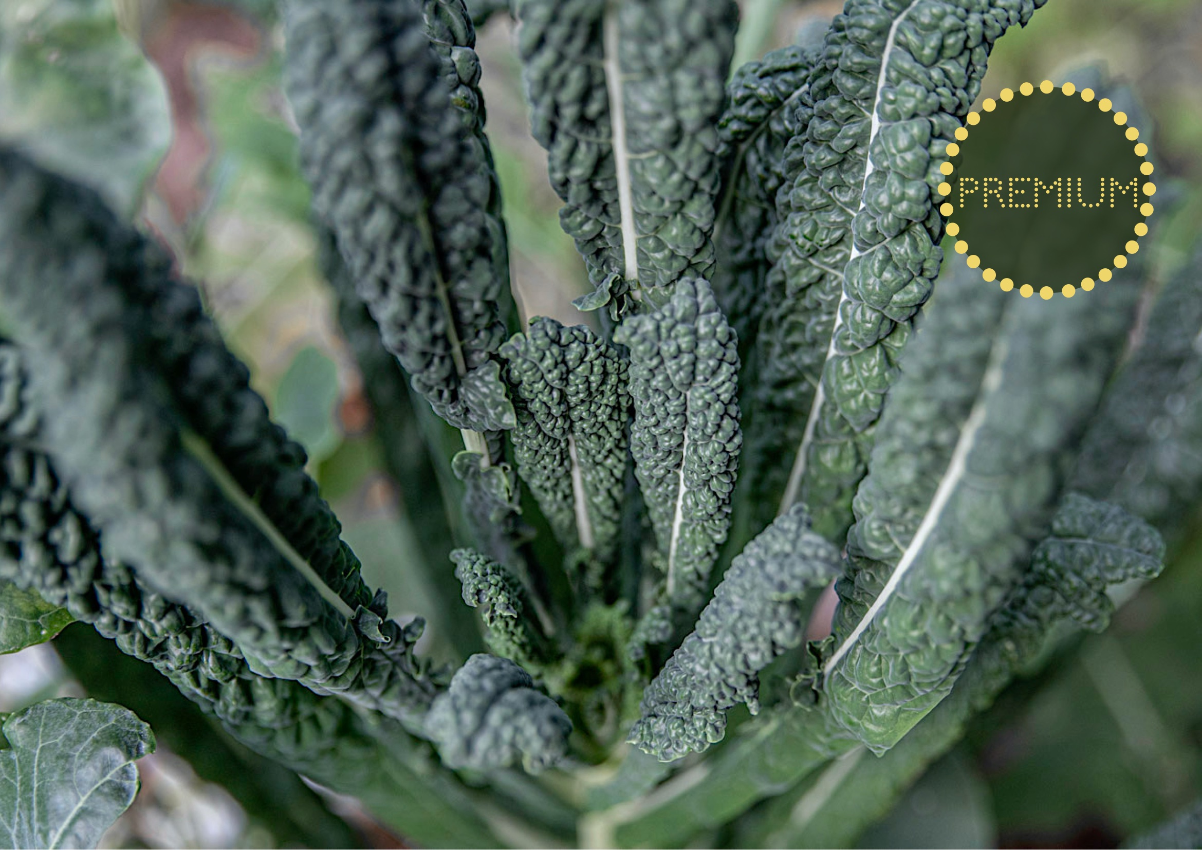 Odla svartkål – från sådd till skörd