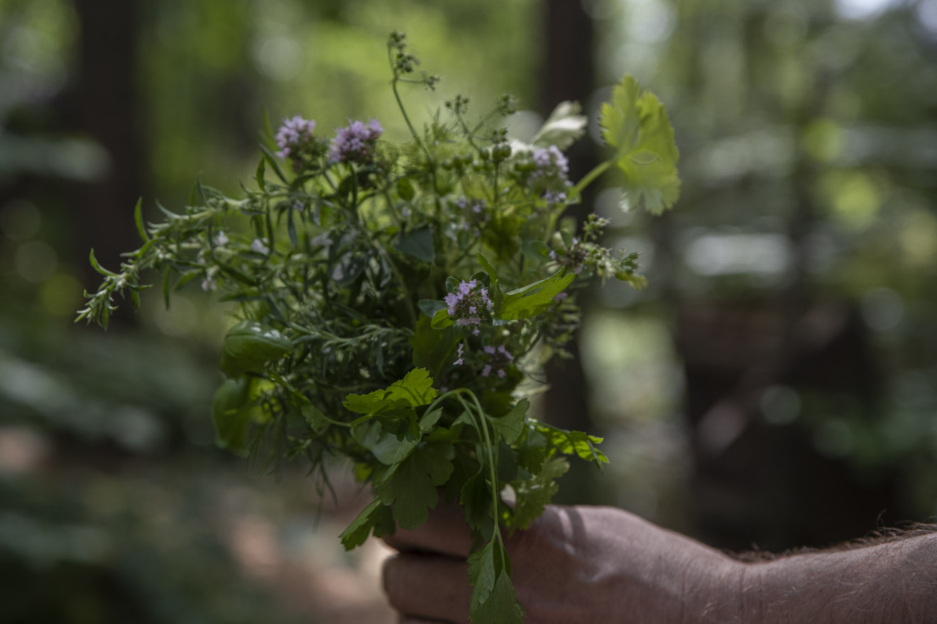 Dags att sommarså en ny omgång örter