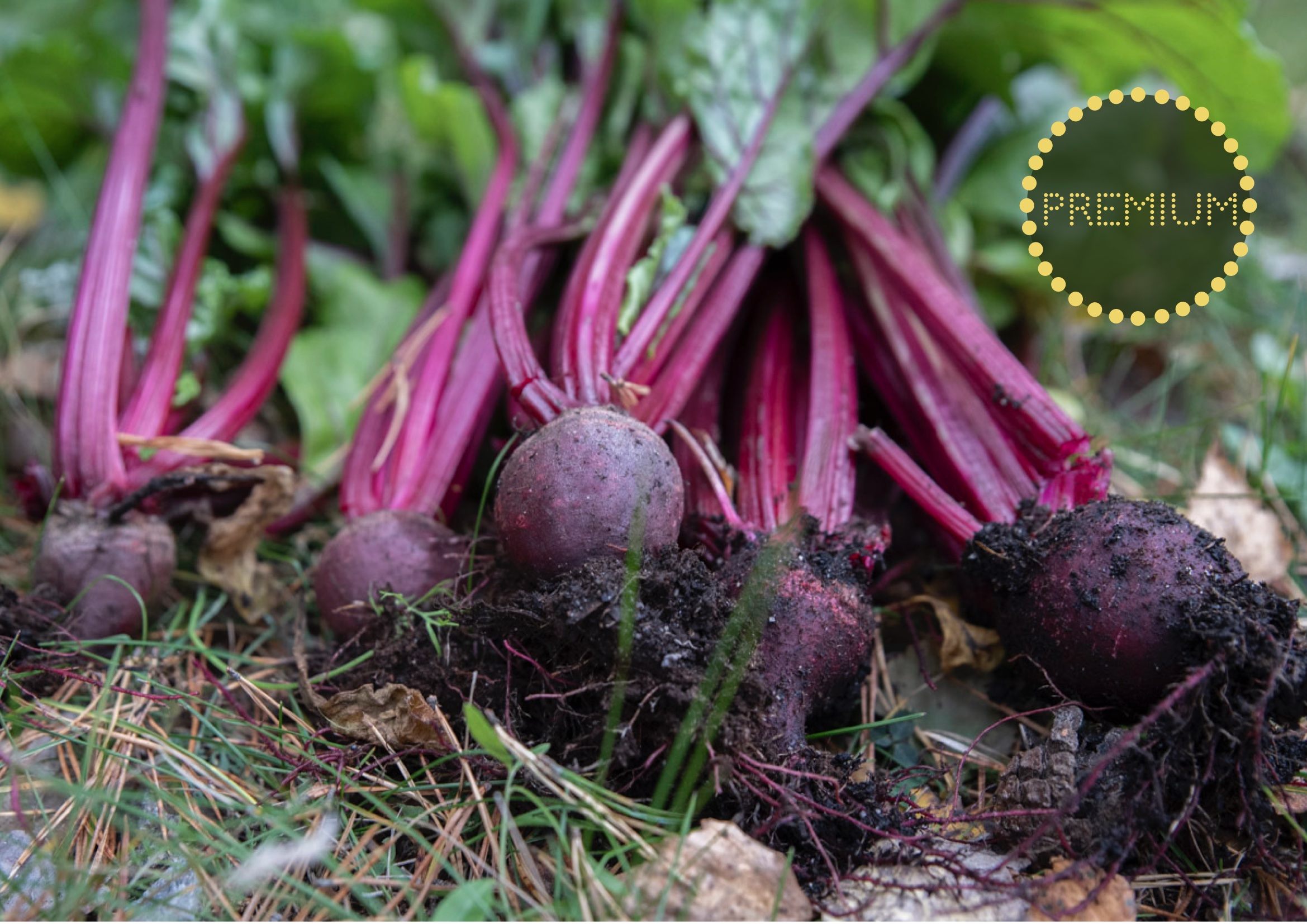 Odla rödbeta – från sådd till skörd
