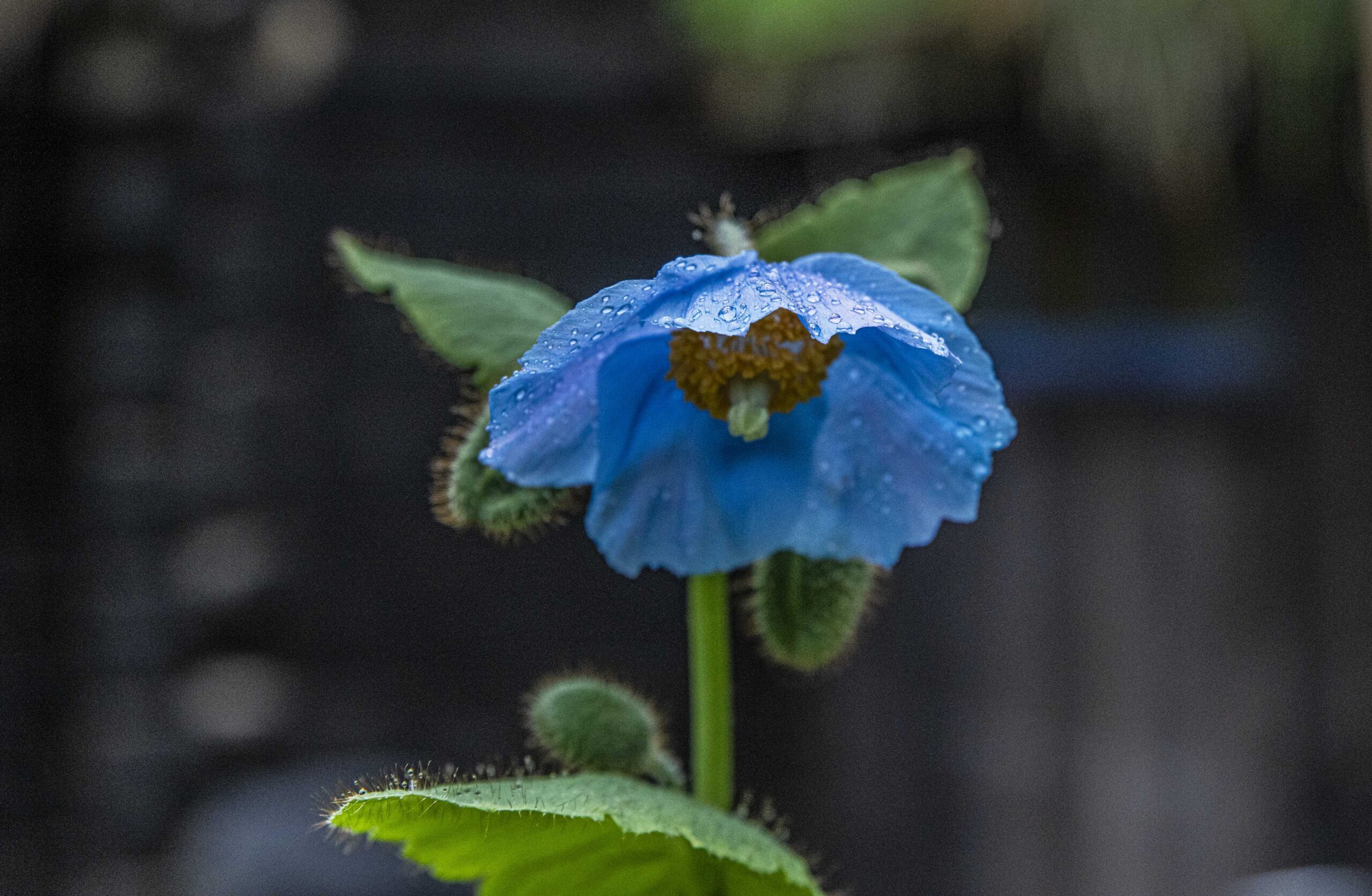 Blå bergsvallmo – till slut lyckades även jag