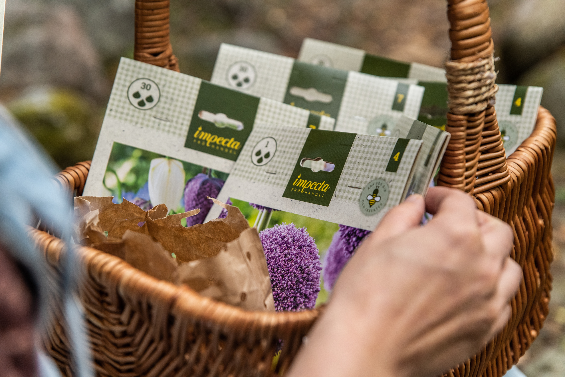 Vårfägring med blomsterlökar från Impecta Fröhandel