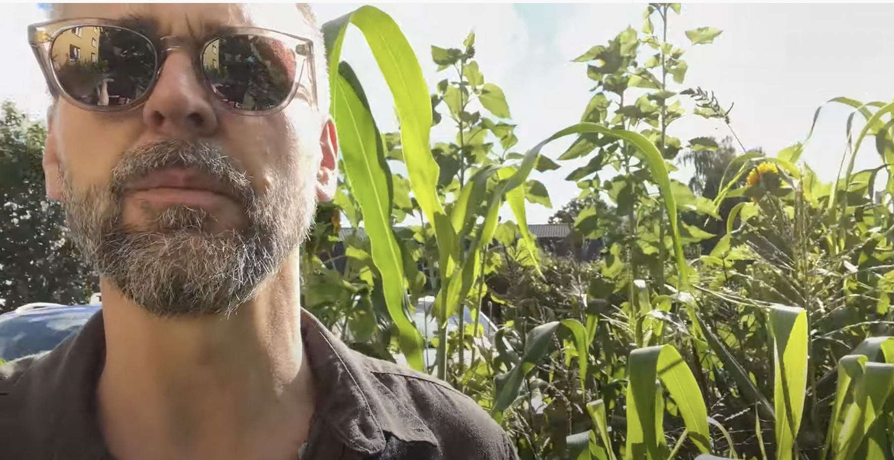 Vad händer i tillsammansodlingen tidig höst?