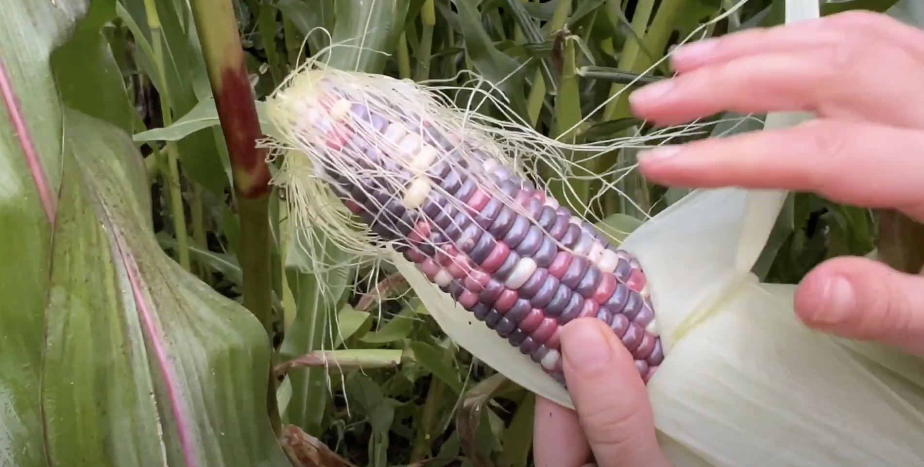 Vi skördar majs, den vackra Painted Hills