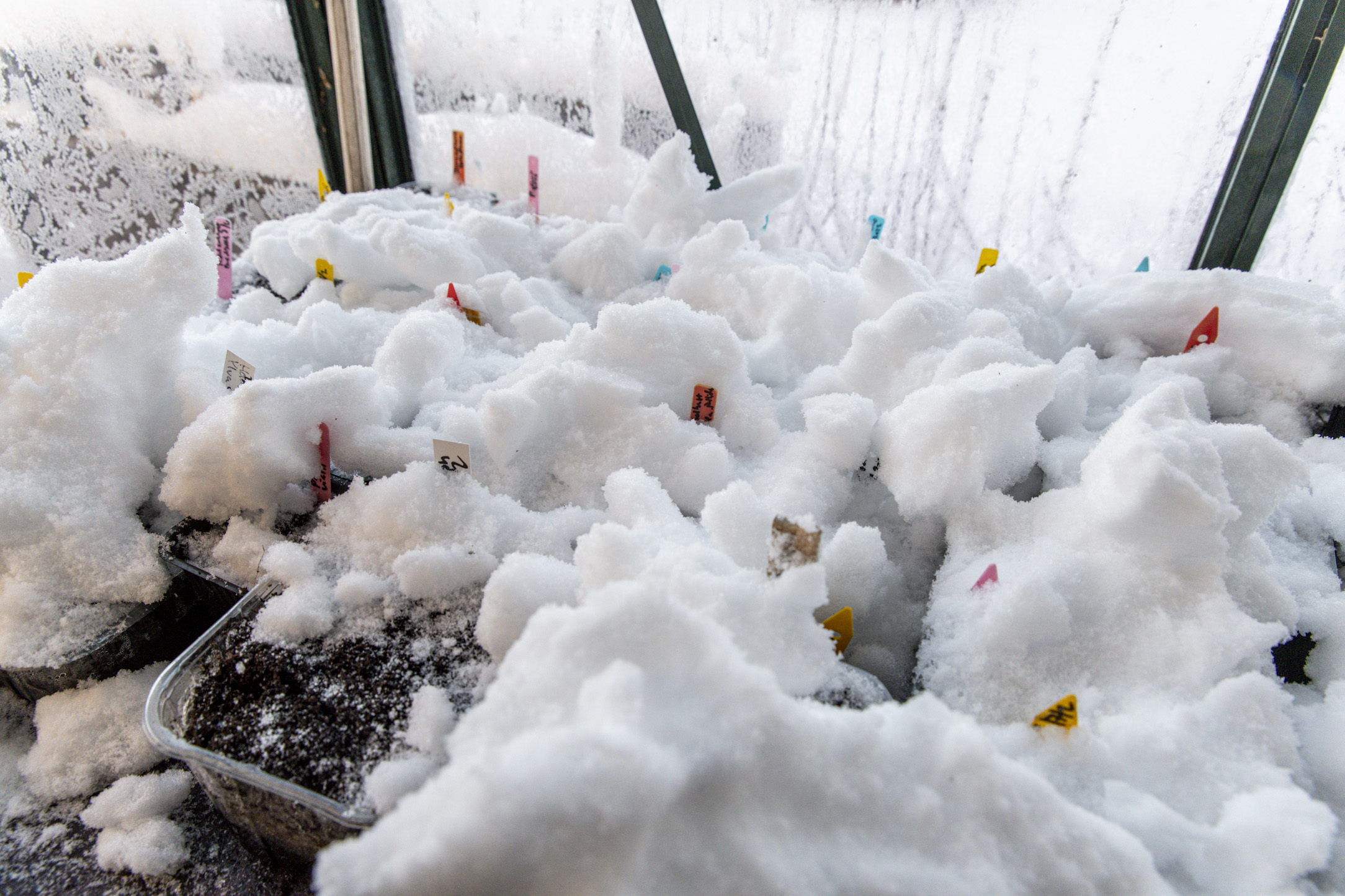 Vintersådder – hela grönsakslistan i bokstavsordning