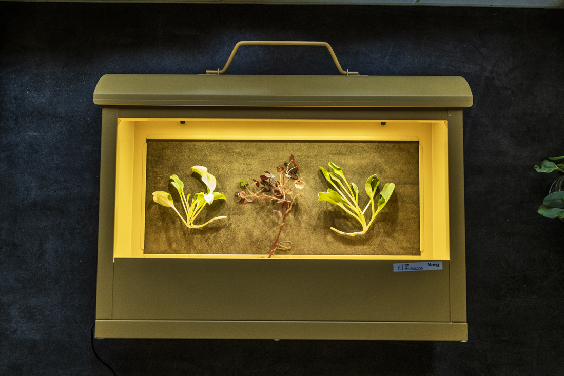 Vi odlar hydroponiskt med Akarina från Impecta fröhandel