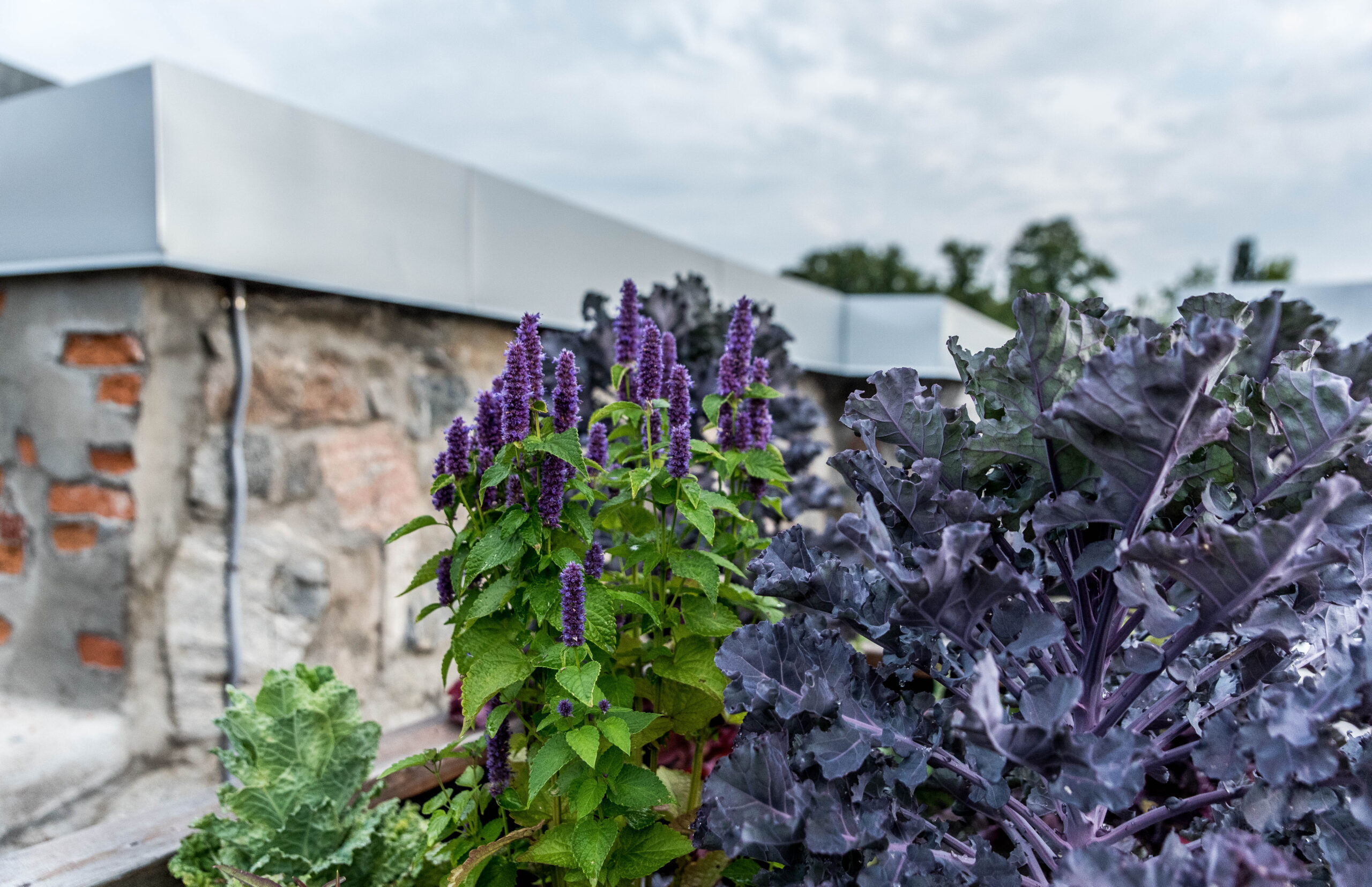 Odla kallt – vinterså anisisop