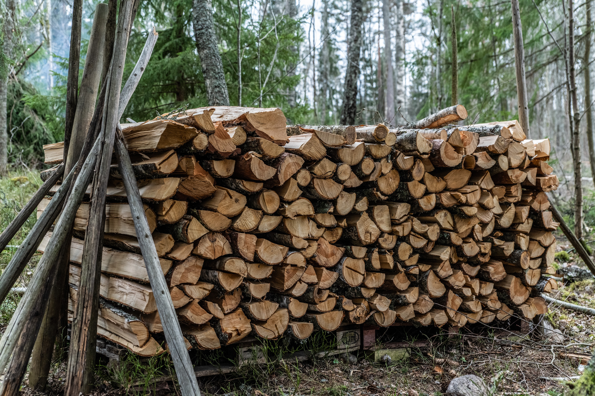 Elda med ved – från träd till torr ved