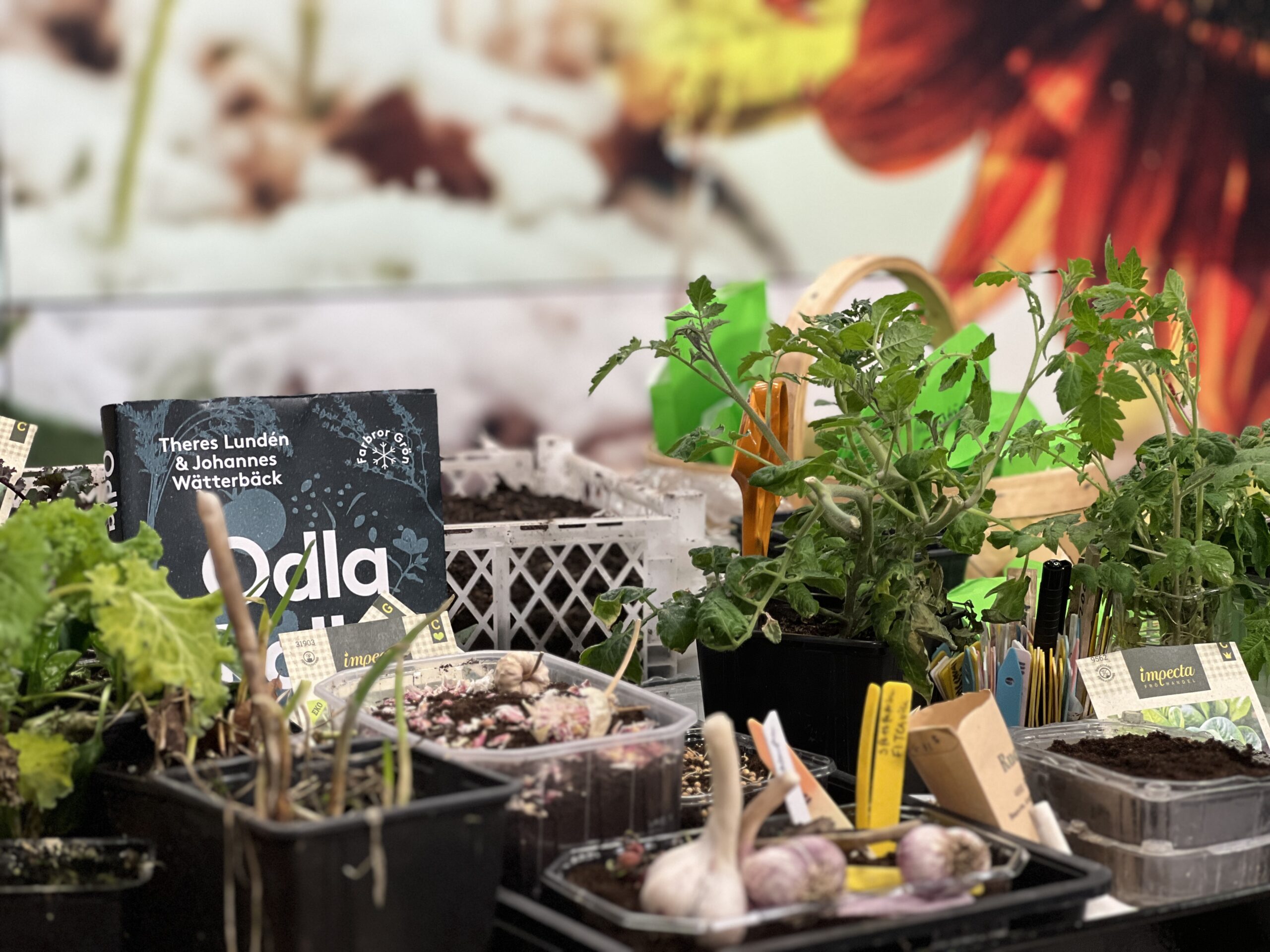 Farbror Grön besöker TV4 nyhetsmorgon