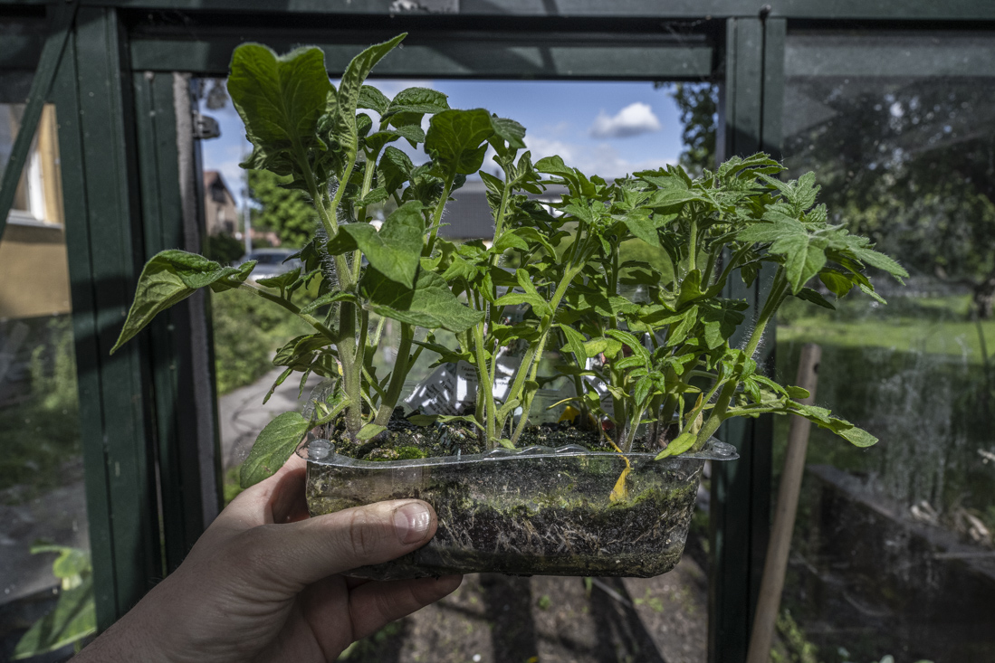 Vi sår tomaterna kallt!