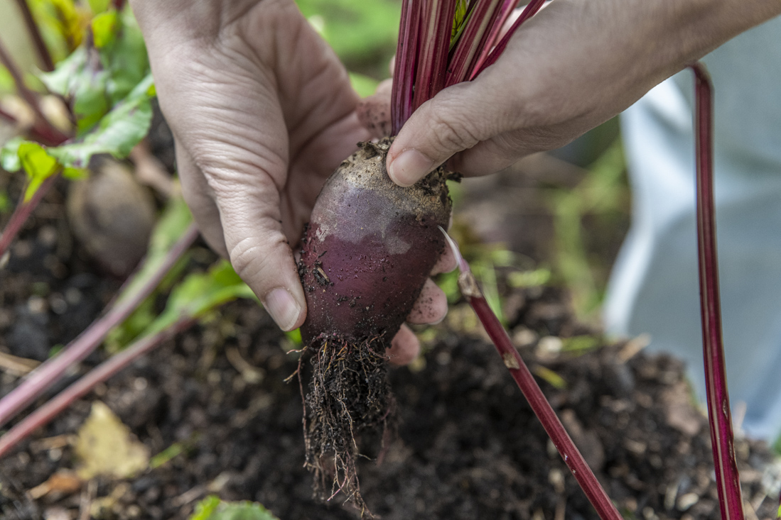 Odla kallt – vårså betor