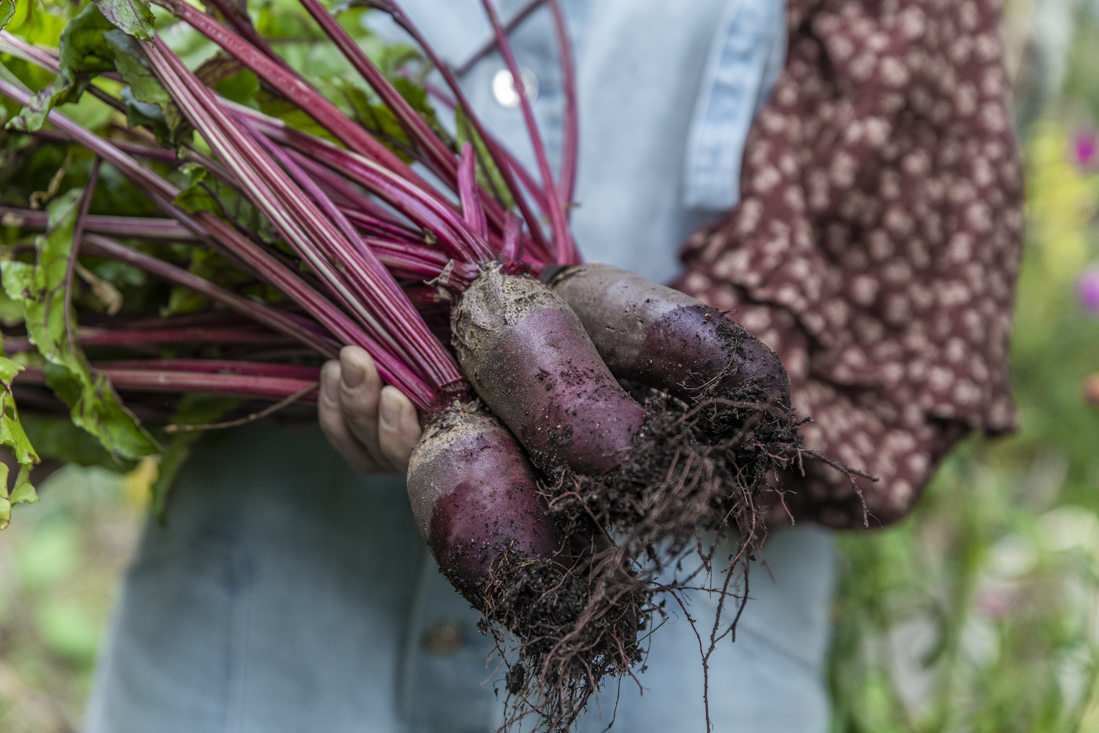 Skörda rödbetor, gulbetor och andra betor