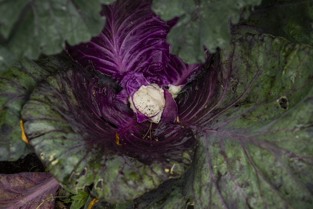 Visst skördar du smart och länge?