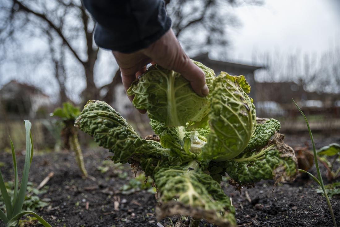 Vem tar växterna och hur skyddar vi dem bäst?