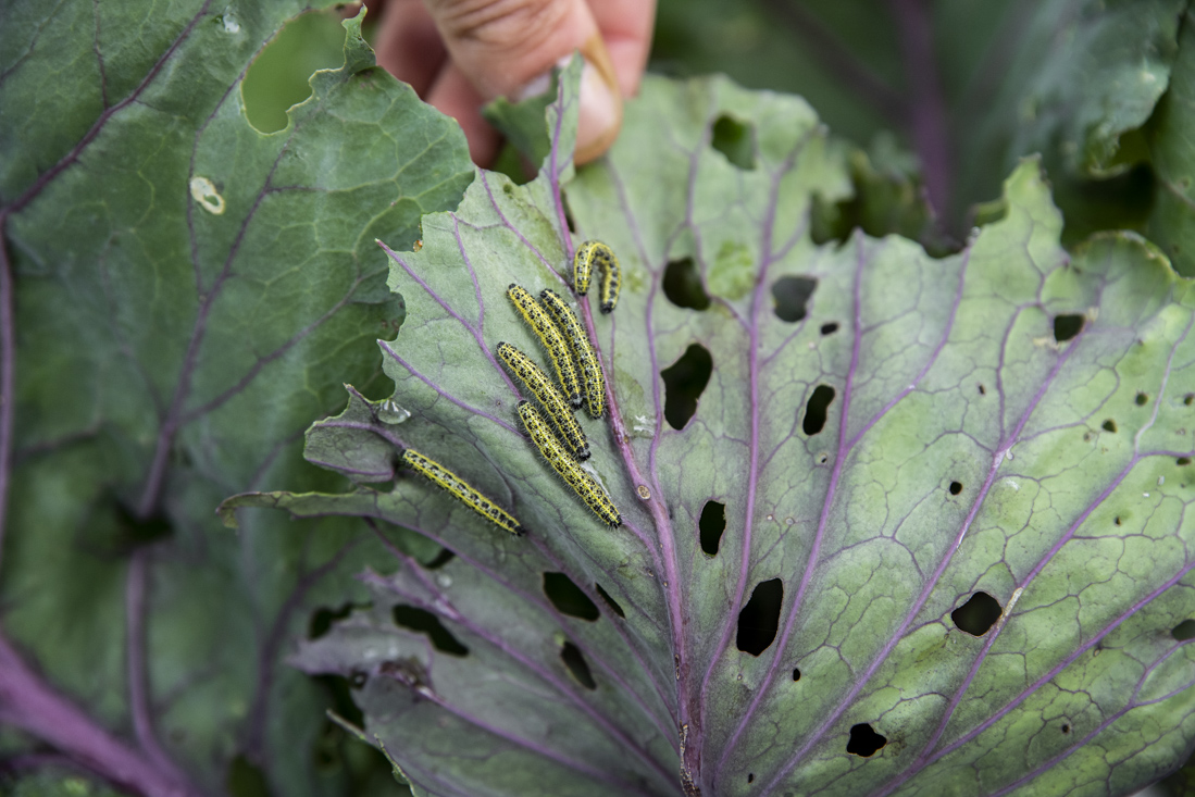 Larver – hur vi vinner kampen