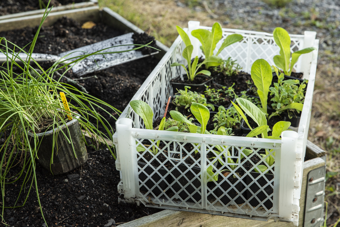 Serieodla och skörda minst dubbelt så mycket