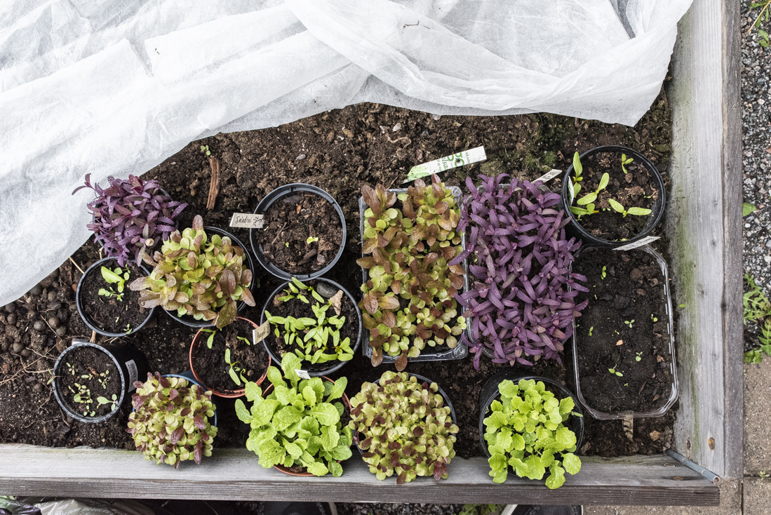 Odla kallt – den enkla vägen till odlandet