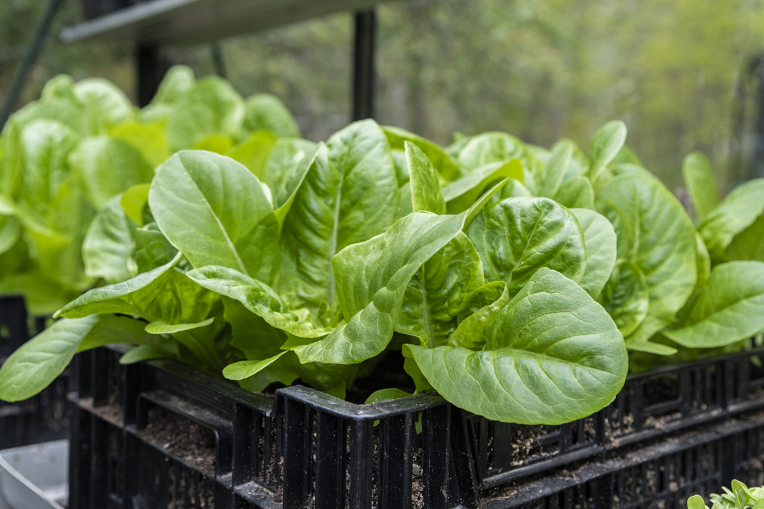 Odla kallt – vinterså sallat