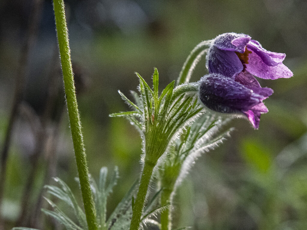 Odla kallt – vinterså sippor