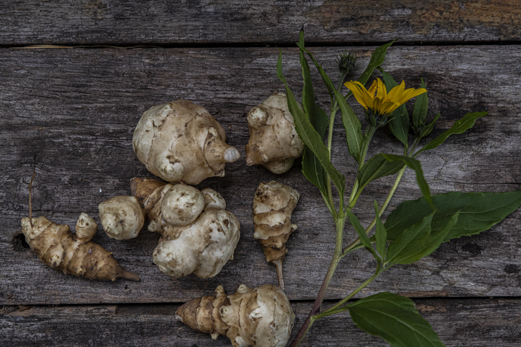 Odla jordärtskocka – från knöl till skörd
