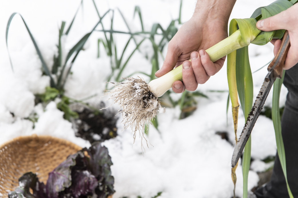 Odla purjolök – från sådd till skörd
