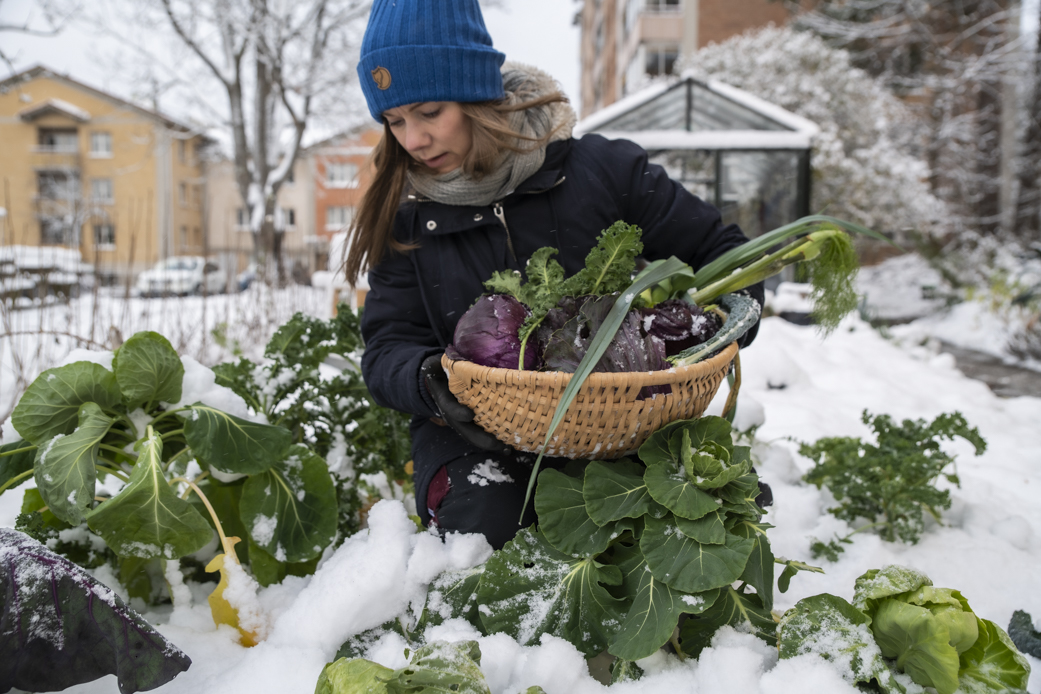 Kreativt odlande och stora skördar – hur vi skördar, lagrar och lever med odlandet