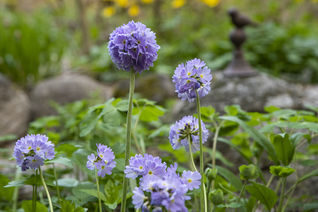 Odla kallt – vinterså primulor