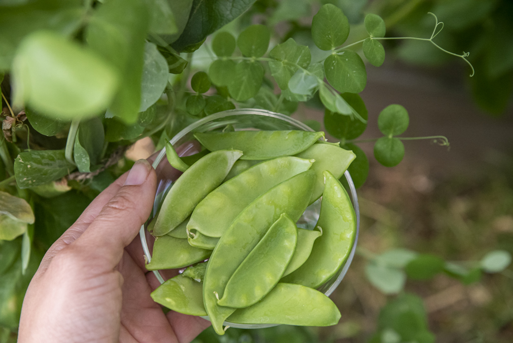 Odla kallt – vinterså ärtor