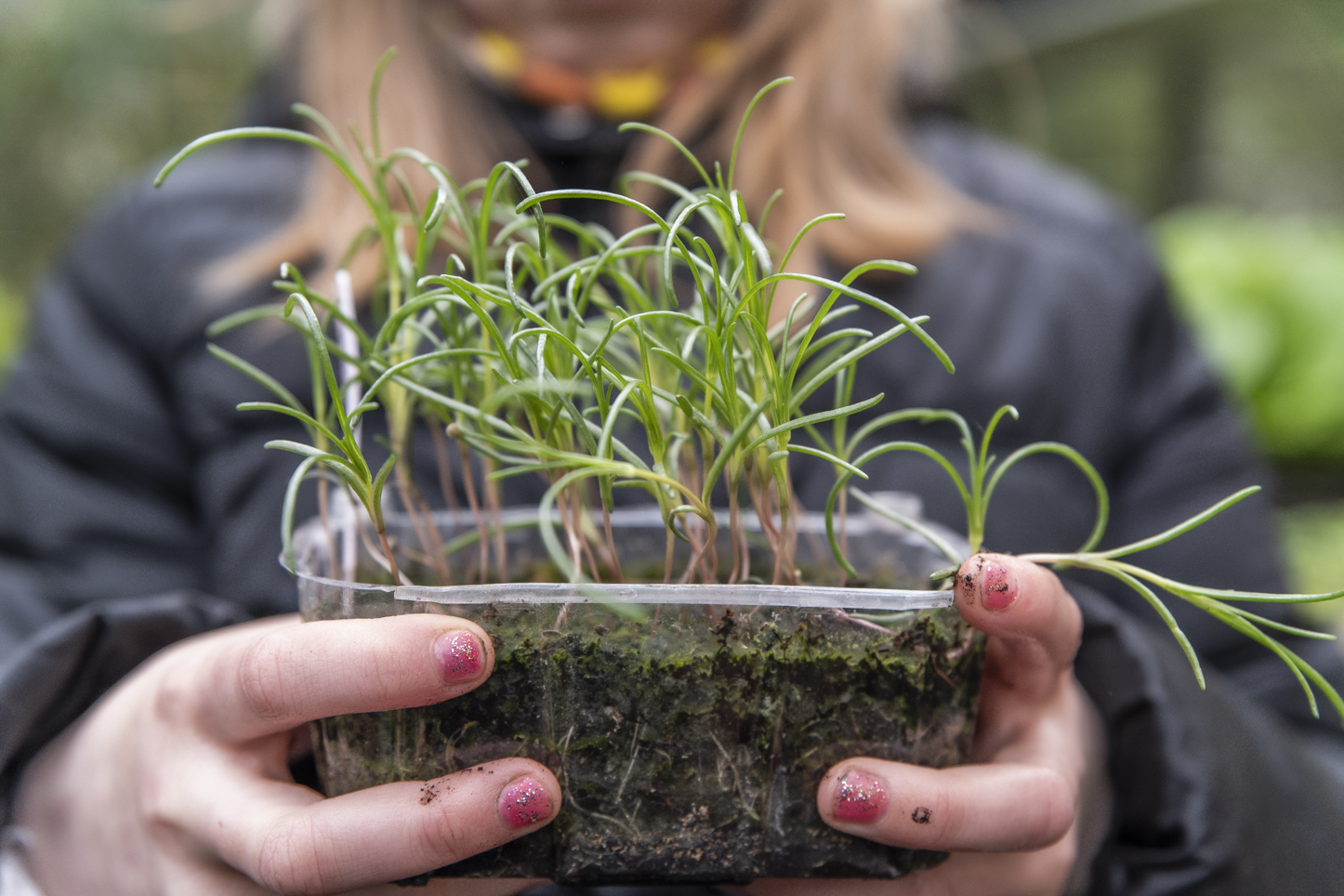 Odla sodaört – från sådd till skörd