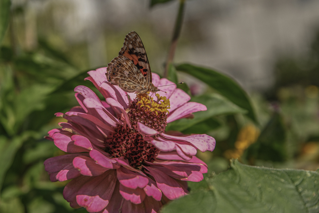 Odla för dina ögon och gör pollinatörerna glada
