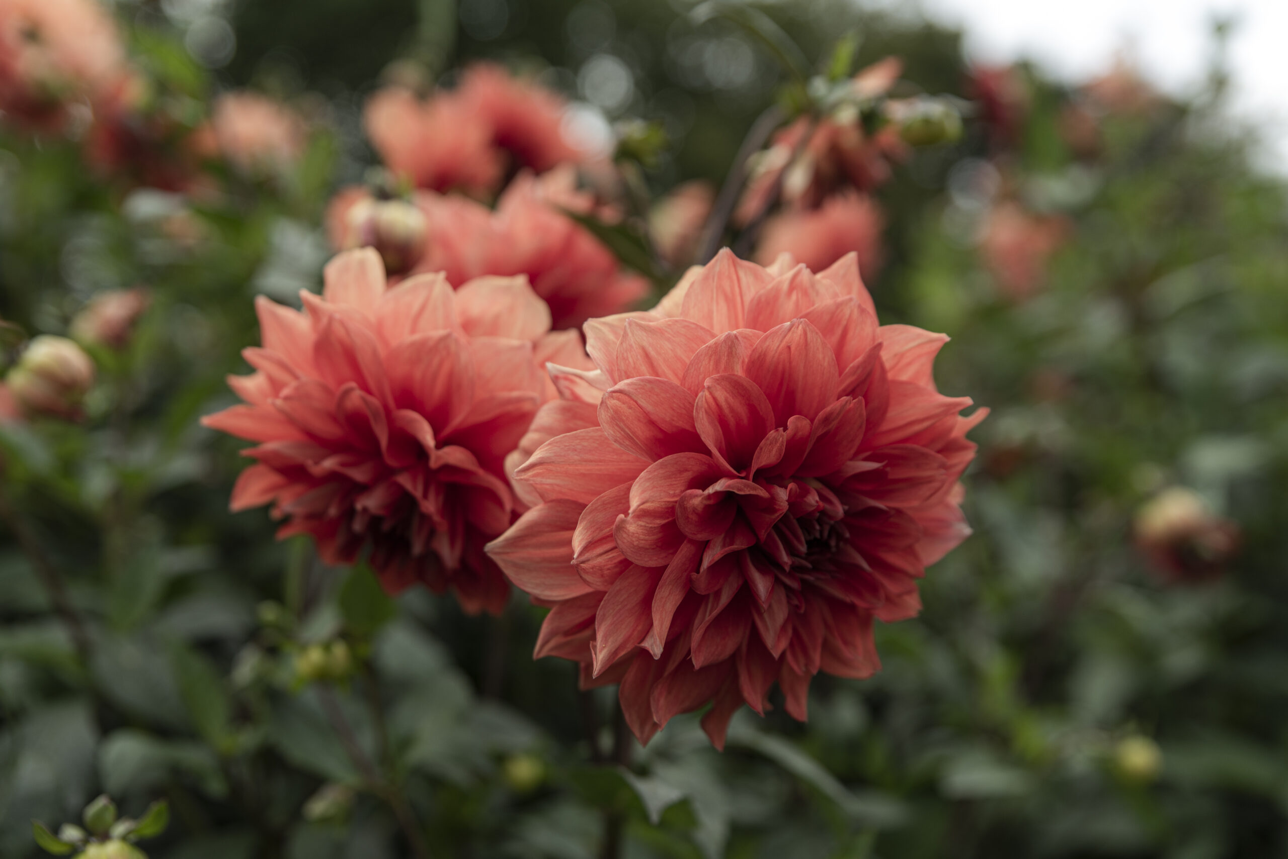 Odla dahlia – från sådd till skörd och övervintring