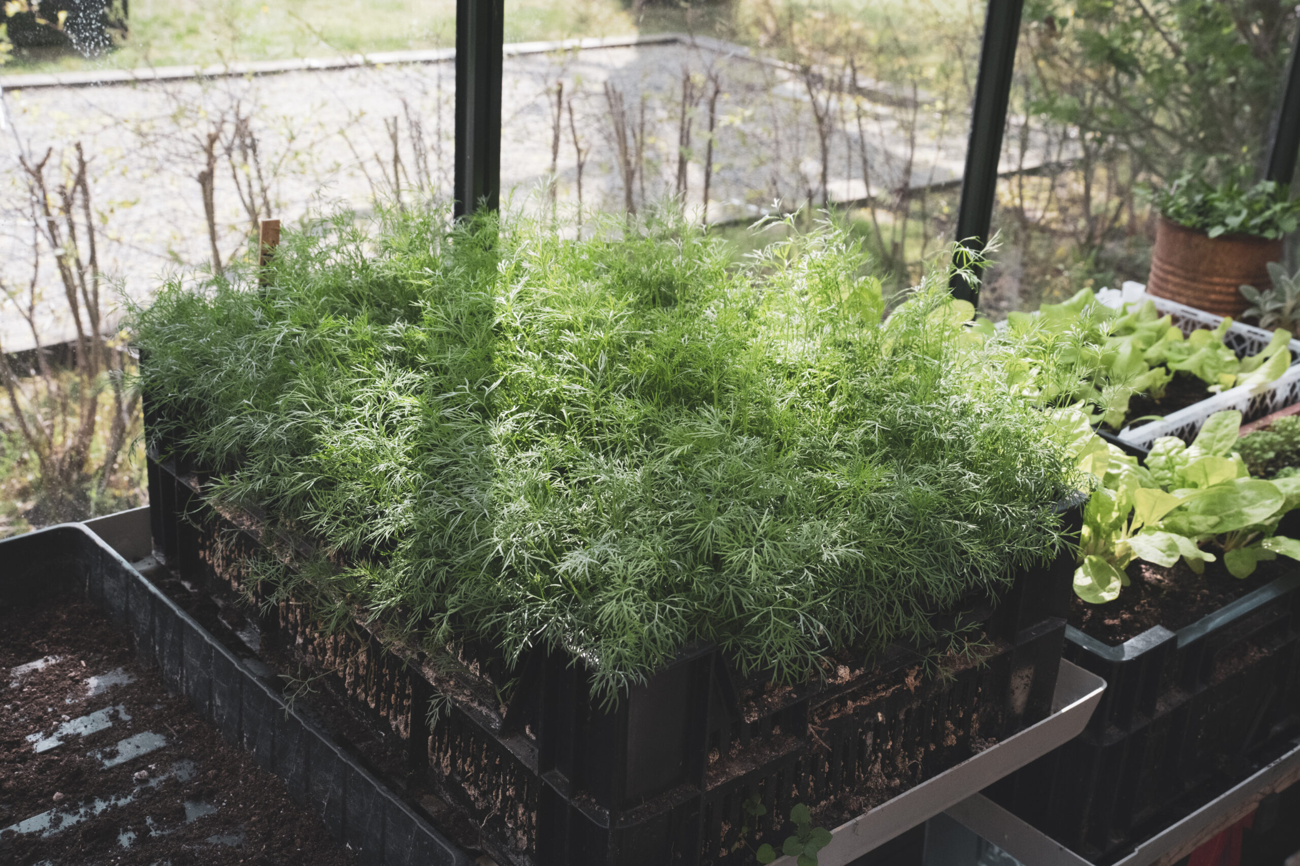 Odla kallt – vinterså dill i back