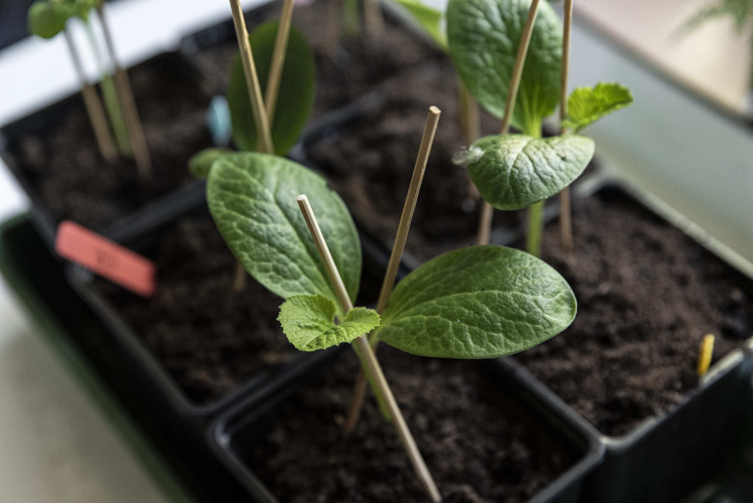Du sår väl inte gurkväxter för tidigt?