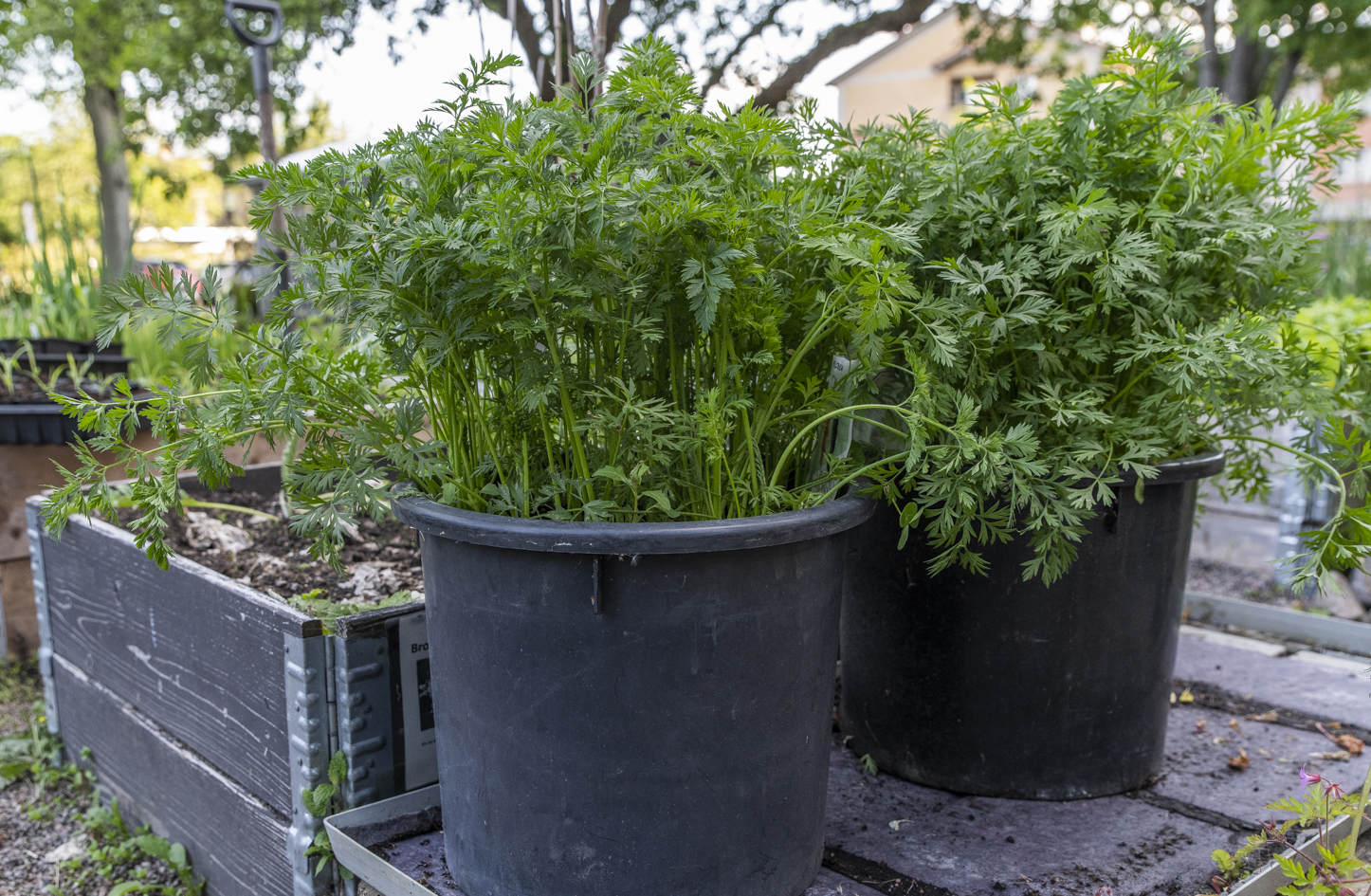 Odla morötter i hink – vintersådd