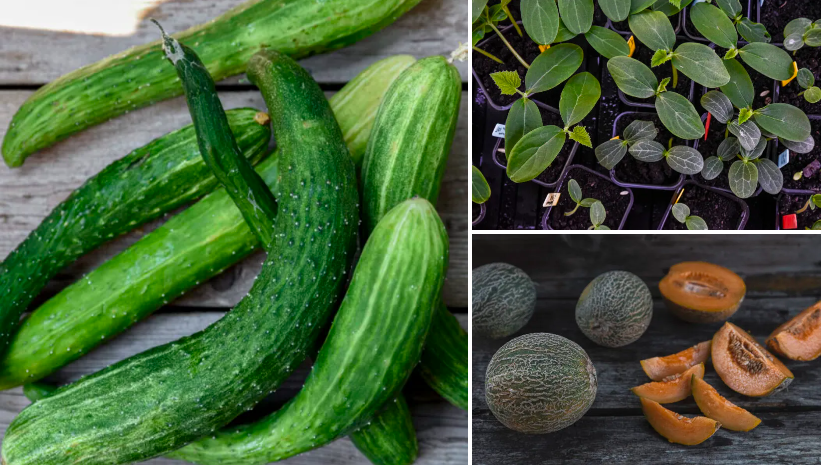 Gurka och melon – utomhus och i växthus