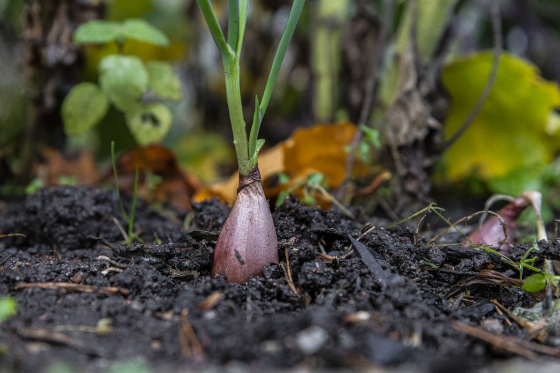 Odla kallt – vårså lök från frö