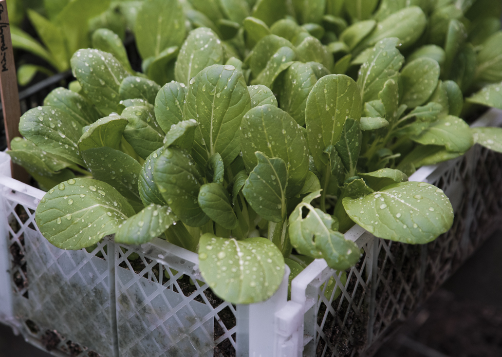 Odla kallt – vinterså mini pak choi i back