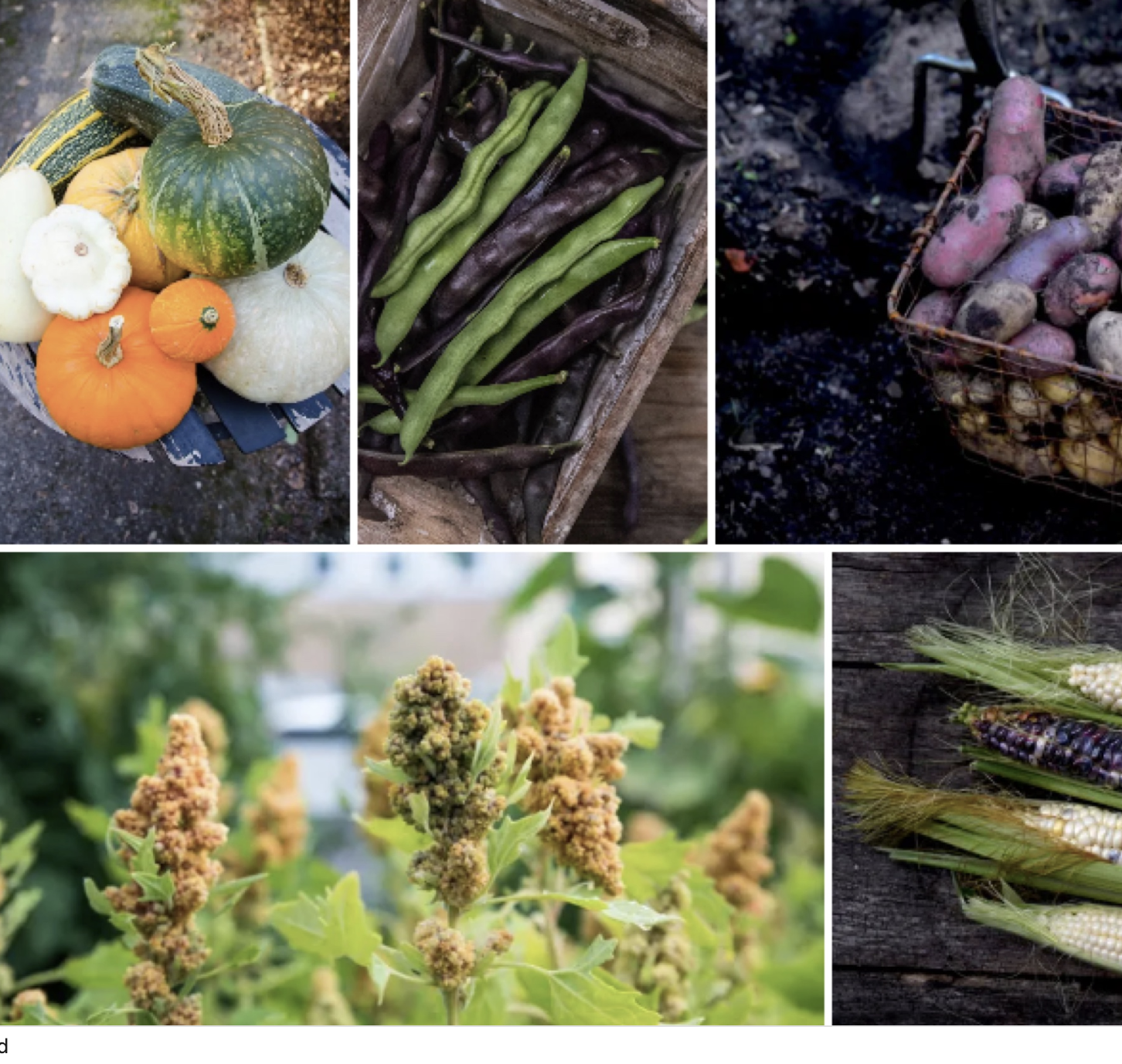 Odla i kris – fem grödor för överlevnad