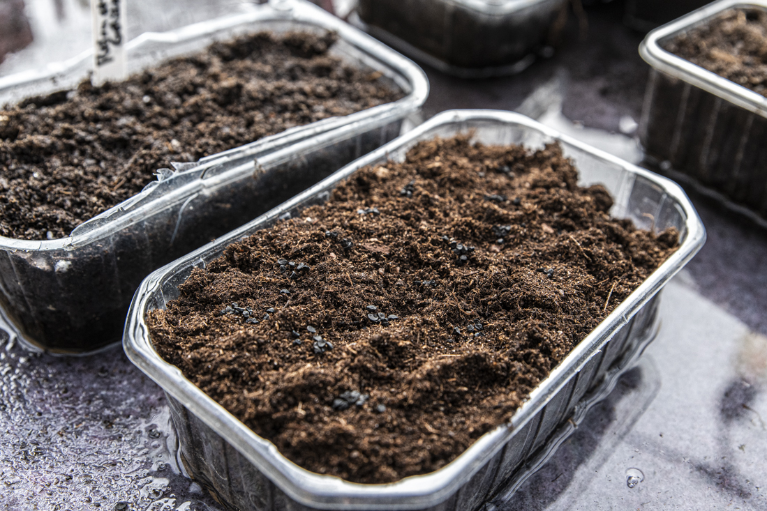 Behöver man så i såjord?